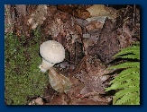 Mini mushroom
