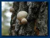 Baby fungus