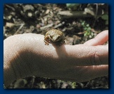 Still a toad <sigh>