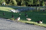 More geese