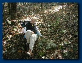 Nancy demos a puffball fungus