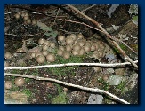 Mini Puffball mushrooms