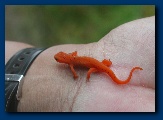 Red Eft Newt