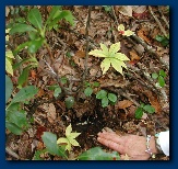 Indian Cucumber root