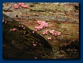 Pink bubblegum fungus