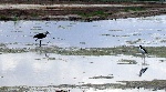 An unexpected Ibis checks out Honouliuli wetlands 10/2004 while a very un-aloha-spirited Ae'o warily eyes and squawks at the Ibis.